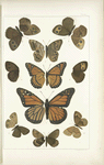 Butterflies in color. - Nymphalidae, especially Satyrinae.