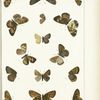 Butterflies in color. - Nymphalidae (esp. Melitaeidi) and  Lycaenidae (Chrysophnidi).