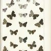 Butterflies in color. -  Lycaenidae.
