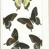 Butterflies in color. -  Papilionidae (Papilioninae).