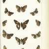 Butterflies in color. - Hesperidae (Hesperidi).