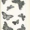 Butterflies in black. - Nymphalidae.