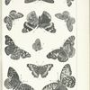Butterflies in black. - Nymphalidae (Nymphalinae).