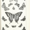Butterflies in black. -  Lycaenidae, Papilionidae, Hesperidae.