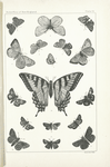 Butterflies in black. -  Lycaenidae, Papilionidae, Hesperidae.