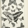 Butterflies in black. -  Mostly Nymphalidae and Lycaenidae.