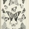 Butterflies in black. - Papilionidae, Hesperidae.