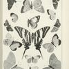 Butterflies in black. - Papilionidae, Hesperidae.