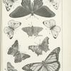 Butterflies in black. - Nymphalidae, Papilionidae.