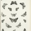 Butterflies in black. - Hesperidae.