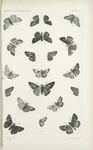 Butterflies in black. - Hesperidae.