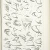Male abdominal Appendages. - Papilionidae, Hesperidae.