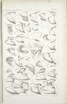 Male abdominal Appendages. - Papilionidae, Hesperidae.