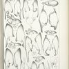 Male abdominal Appendages. -  Hesperidae (Thanaos).