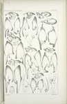 Male abdominal Appendages. -  Hesperidae (Thanaos).