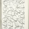 Male abdominal Appendages. -  Hesperidae (Pamphilidi).