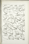 Male abdominal Appendages. -  Hesperidae (Pamphilidi).