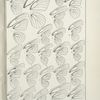 Outline and Neuration of Wings. - Nyphalidae, Lycaenidae.