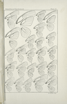 Outline and Neuration of Wings. - Nyphalidae, Lycaenidae.