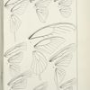 Outline and Neuration of Wings. - Papilionidae (Papilioninae), Hesperidae (Hesperidi).