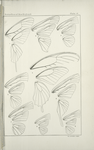 Outline and Neuration of Wings. - Papilionidae (Papilioninae), Hesperidae (Hesperidi).