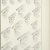 Outline and Neuration of Wings. - Hesperidae (Pamphilidi).