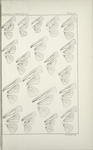 Outline and Neuration of Wings. - Hesperidae (Pamphilidi).