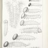 Caterpillars at Birth. -  Papilionidae, Hesperidae.