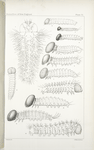 Caterpillars at Birth. -  Papilionidae, Hesperidae.