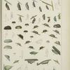 Chrysalids, in color and in outline. - Nymphalidae (Argynnidi, Melitaeidi), Lycaenidae, Pierinae.