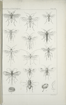 Hymenopterous Parasites of North Ameican Butterflies.