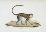 [Quadrumanes] Mone mâle
