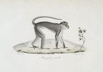 [Quadrumanes] Mangabey femelle