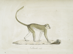 [Quadrumanes] Callitriche mâle