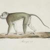 [Quadrumanes] Macaque mâle