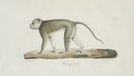 Quadrumanes Macaque mâle.