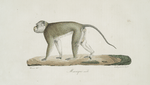 [Quadrumanes] Macaque mâle