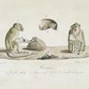 [Quadrumanes] Macaques: 1. Femelle adulte, 2. Jeune mâle, 3. Tête de femelle d'un jour