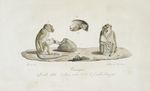 [Quadrumanes] Macaques: 1. Femelle adulte, 2. Jeune mâle, 3. Tête de femelle d'un jour