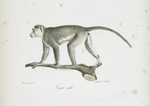 [Quadrumanes] Tocque mâle [Simia Sinica, Cercocebus radiatus]