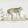 [Quadrumanes] Maimon [ou Rhésus] femelle [Simia Erythroea]