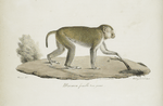 [Quadrumanes] Maimon [ou Rhésus] femelle, très jeune [Simia Erythroea]