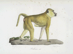 [Quadrumanes] Babouin mâle