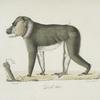 [Quadrumanes]. Drill mâle [Simia Leucophea, Cinereos Baboon, Wood Baboon]