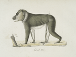 [Quadrumanes]. Drill mâle [Simia Leucophea, Cinereos Baboon, Wood Baboon]