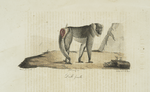 [Quadrumanes]. Drill femelle