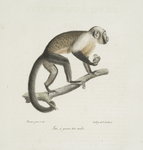 [Quadrumanes] Saï a grosse tète, mâle [Monachus]
