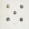 [Quadrumanes] Tètes de Sapajous (1. du Saï à gorge blanche, 2. du Saï à grosse tète, 3. du Sajou gris, 4. Du Sajou brun, 5. du Saï)