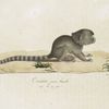 [Quadrumanes] Ouistiti femelle, jeune
