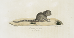 [Quadrumanes] Ouistiti femelle, jeune